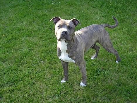 Amerikansk staffordshire terrier Jango - er det mig der på? 8 måneder billede 7