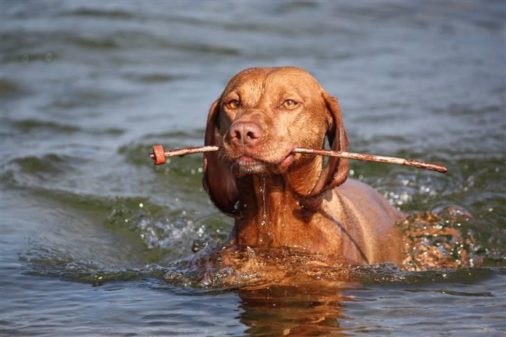 Vizsla Lucca billede 1