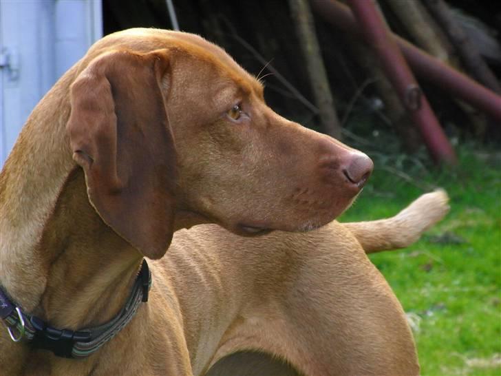 Vizsla Lucca billede 2