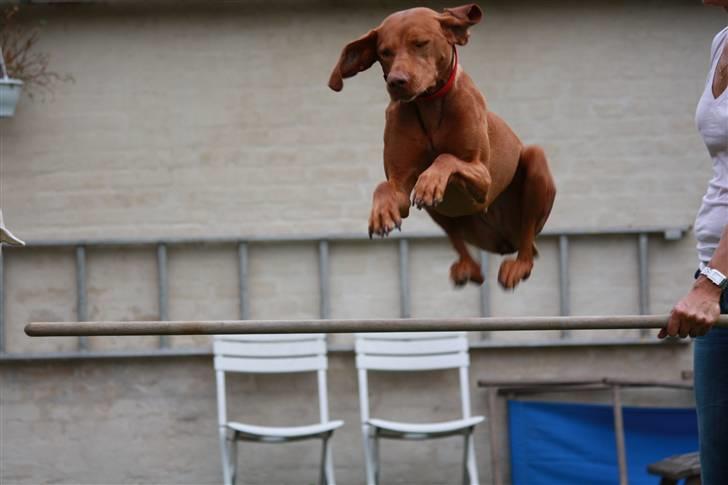 Vizsla Lucca billede 3