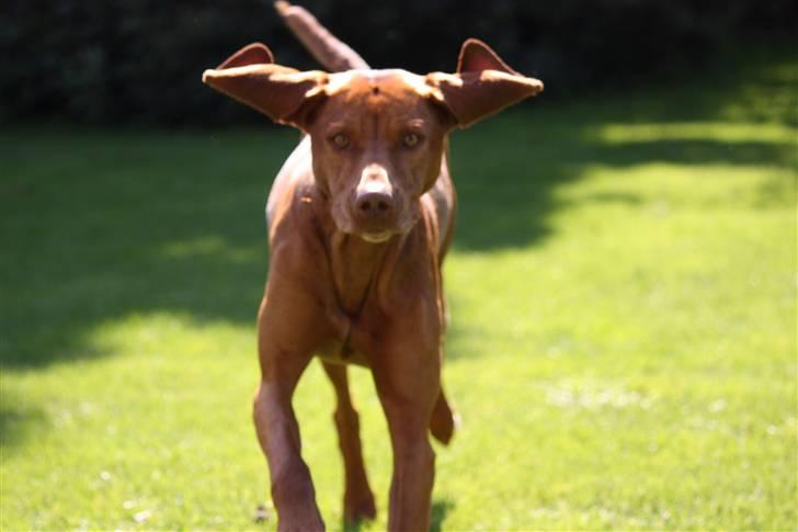 Vizsla Lucca billede 4