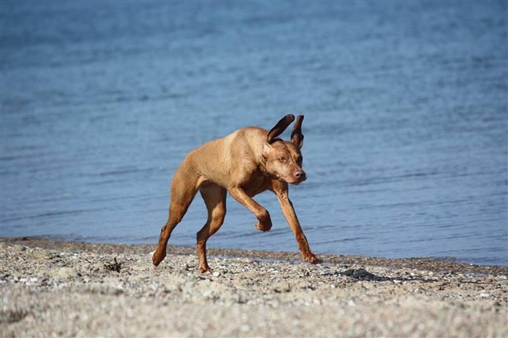 Vizsla Lucca billede 5