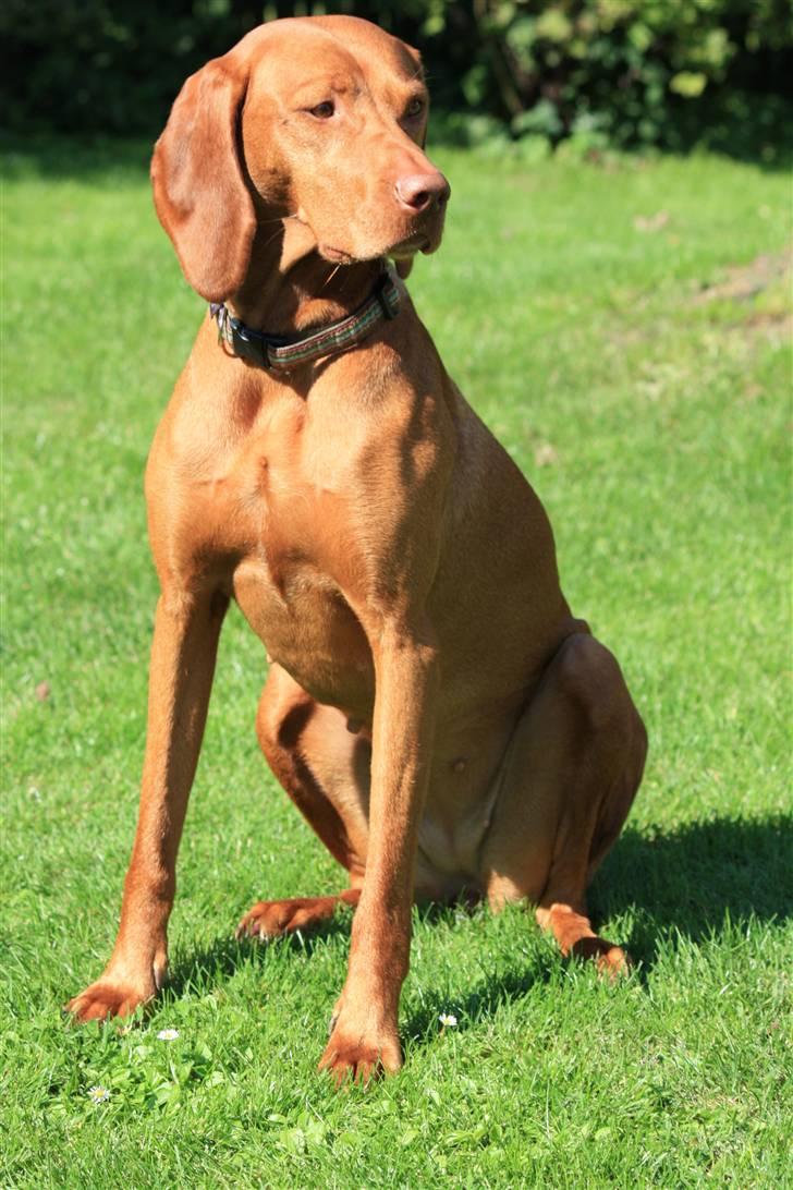 Vizsla Lucca billede 6