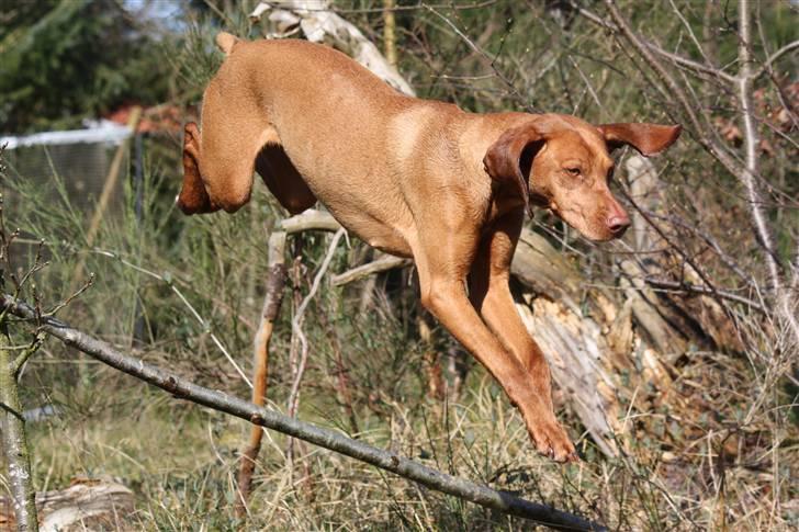 Vizsla Lucca billede 7