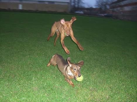 Vizsla Lucca billede 9