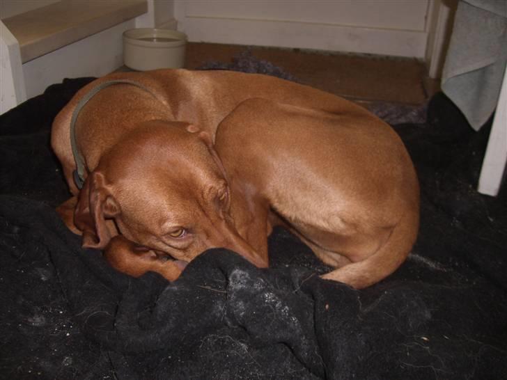 Vizsla Lucca billede 10