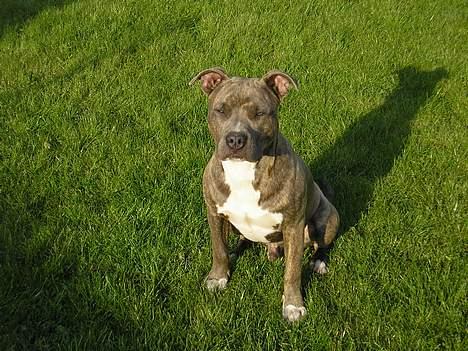 Amerikansk staffordshire terrier Jango - 8 måneder billede 8