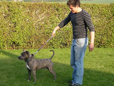 Amerikansk staffordshire terrier Jango billede 9