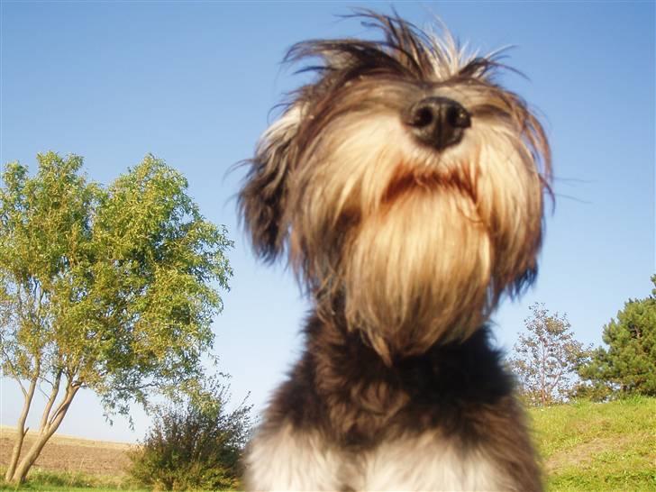 Dvaergschnauzer *Hr. Albert* - mig nedefra :D billede 4