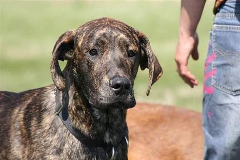 Blanding af racer Monty - Med til mit første træf i Horsens billede 4