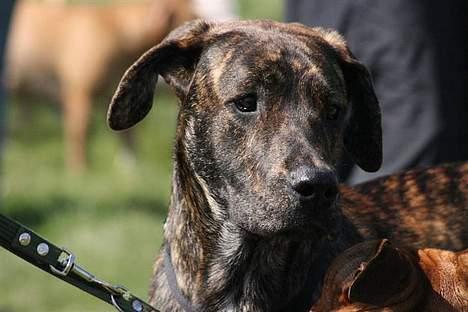 Blanding af racer Monty - Jeg må hellere holde øje med hvad de andre hunde laver billede 5