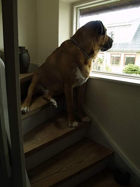 Broholmer Magni - Magni får det meste af dagen til at sidde på sit yndlingssted, nemlig på trappen ved vinduet, hvor han kan holde øje med ting der sker ude på vejen, og hvem der kommer hjem.....:) billede 9