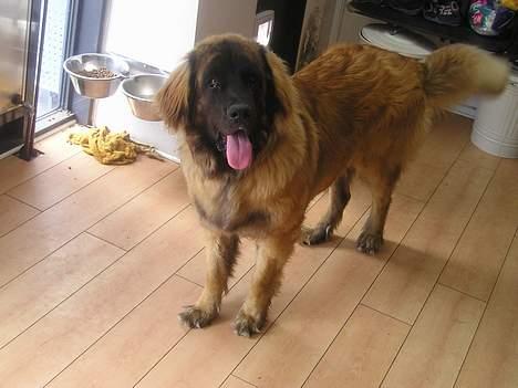 Leonberger Weika`s Hess billede 5