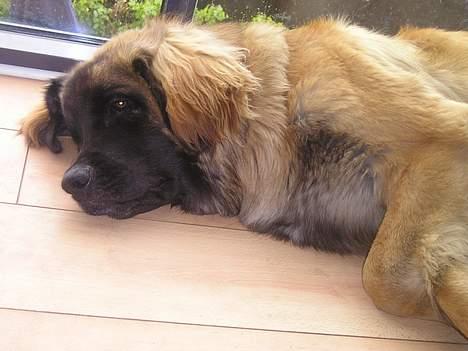 Leonberger Weika`s Hess - har været til min første udstilling,og er træææææt....... billede 6