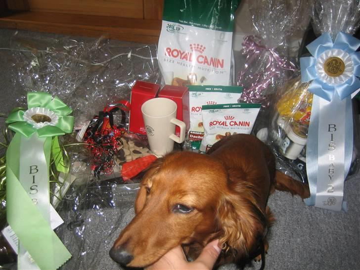 Dværggravhund Ganto - Her er ale de præmier jeg fik da jeg var på udstilling + 3 1.præmier billede 10