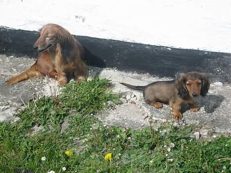 Dværggravhund Ganto - Mig og bedste....... billede 11