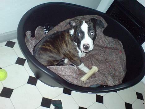 Amerikansk staffordshire terrier freja a billede 2