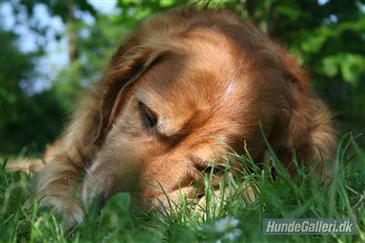 Golden retriever Buller - Buffon 2007 (: billede 2