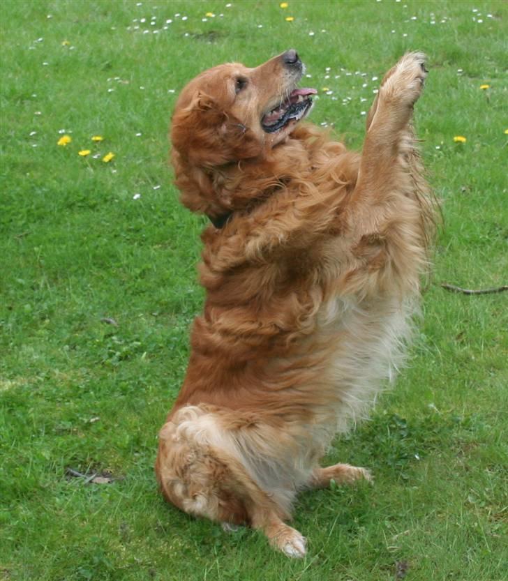 Golden retriever Buller - Øver tricks billede 3