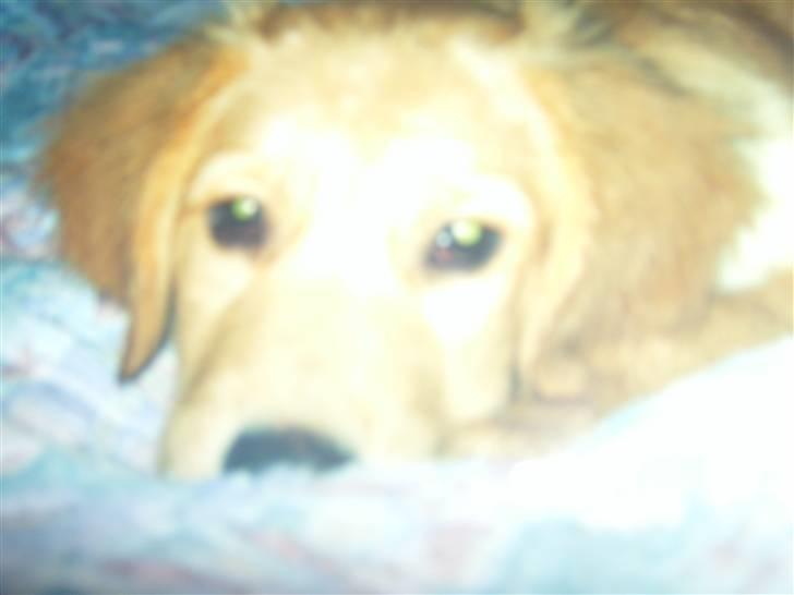 Golden retriever Buller - Hvalpe Bulls (: Billede af billede, derfor ikke bedste kvalitet... billede 4