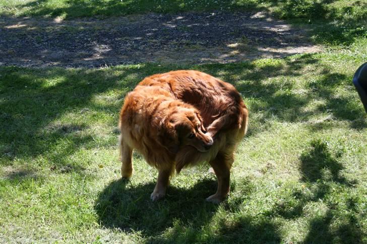 Golden retriever Buller billede 5