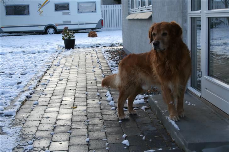 Golden retriever Buller - Kigger rundt på den første snedag i år 2008 (: billede 6
