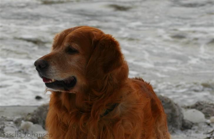 Golden retriever Buller - stranden 2010 (: billede 7