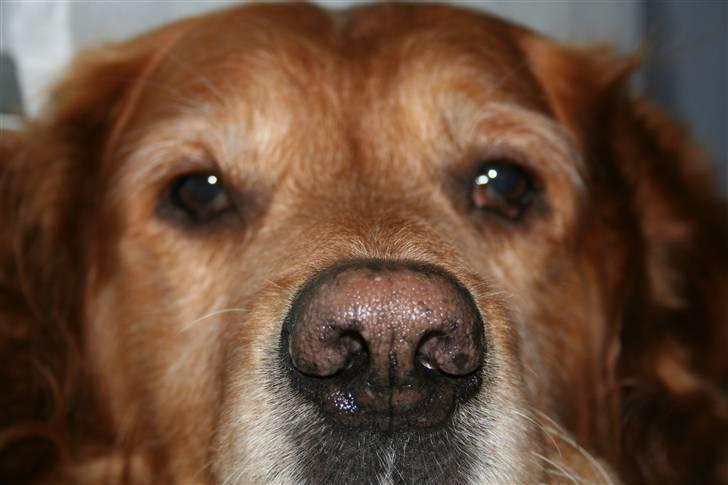 Golden retriever Buller billede 8