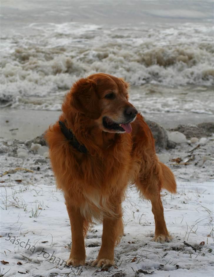 Golden retriever Buller billede 9