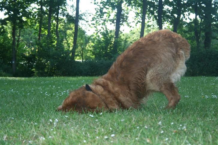 Golden retriever Buller billede 10