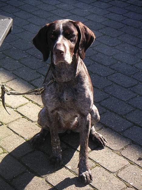 Ruhåret hønsehund Cisse - Ja mor, skal nok sidde stille mens du tager billeder.. billede 1