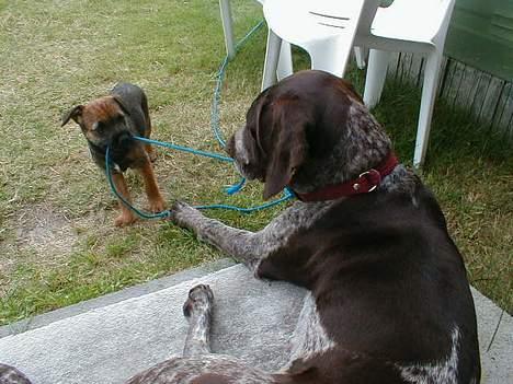 Ruhåret hønsehund Cisse - Skal da nok trække lidt i tovet Carla hvis du synes det er sjovt.. billede 3