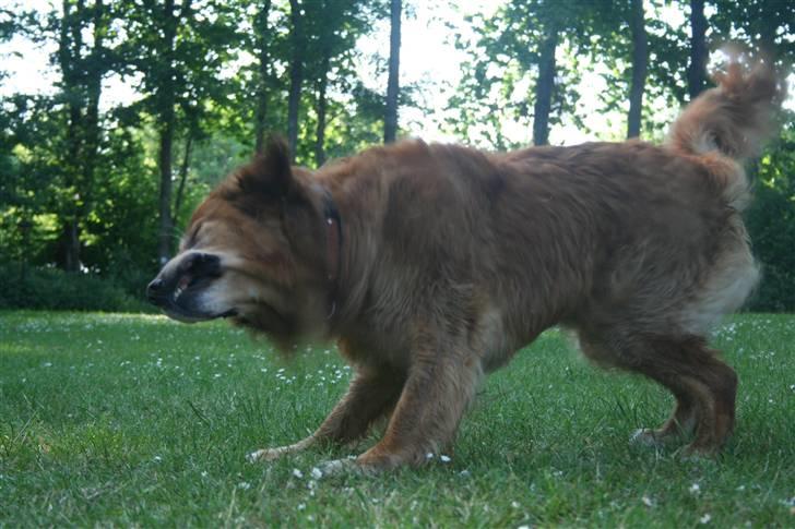 Golden retriever Buller - Igen;o) billede 11