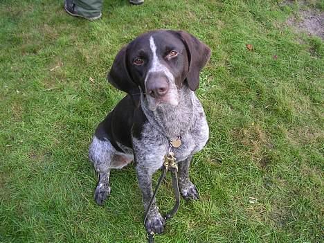 Ruhåret hønsehund Cisse - Giver du noget? billede 4