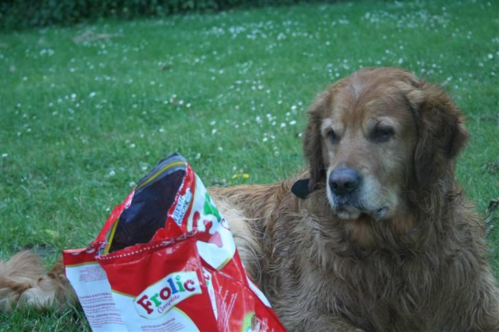 Golden retriever Buller - Buller og Folic pakken på 4 kg. billede 12