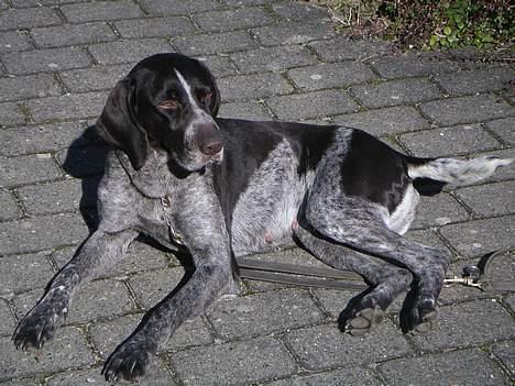 Ruhåret hønsehund Cisse - Jeg soler - henter du koldt vand og en is? billede 5