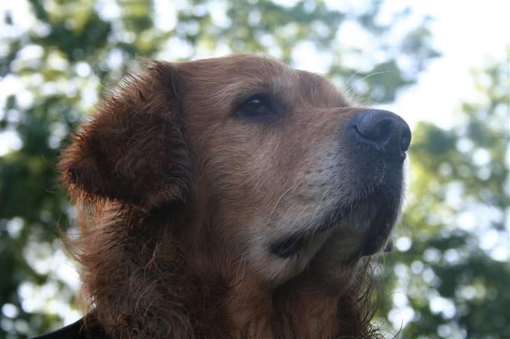 Golden retriever Buller - Miiin Buller! billede 13