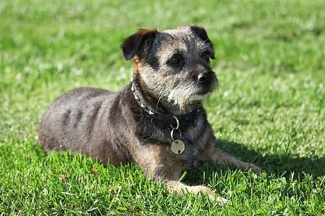 Ruhåret hønsehund Cisse - Min veninde Mille som jeg bor sammen med... billede 6