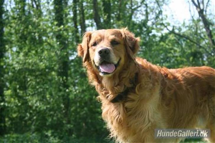 Golden retriever Rex - Ældre billede, ca. 2008 (: billede 1