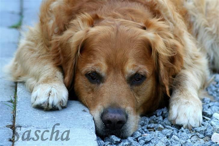 Golden retriever Rex - Sommer 2010 (: billede 2