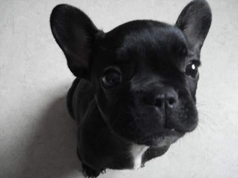 Fransk bulldog Pølle billede 1