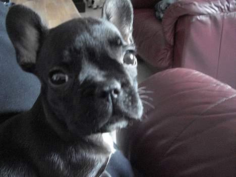 Fransk bulldog Pølle billede 2