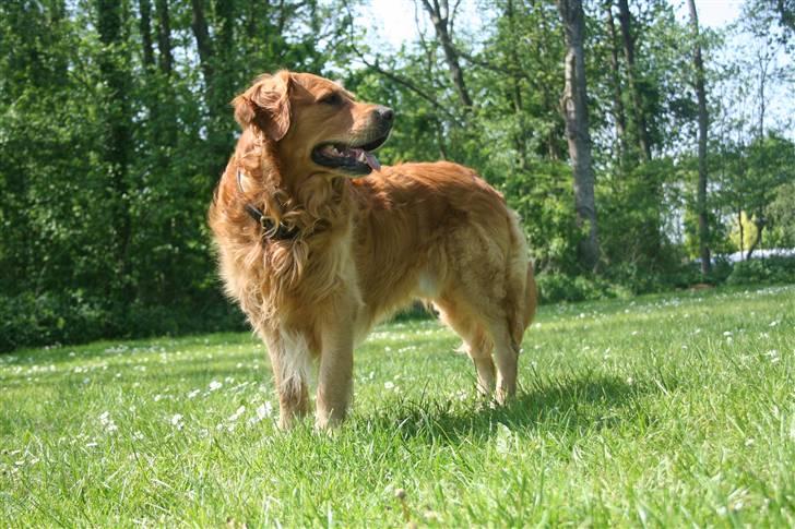 Golden retriever Rex - Ca. 2008 (: billede 3