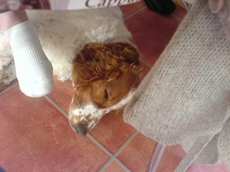 Welsh springer spaniel <3molly<3 - vi tag lige en slapper ikk mijn heh<33 billede 20
