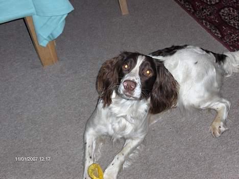 Field Trial spaniel Dina - Er jeg ikke sød ?  billede 1