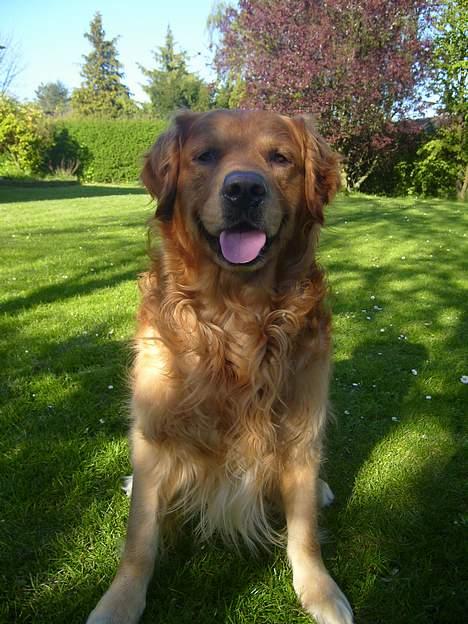 Golden retriever Rex - 2004-2006 vil jeg ca. tro (: billede 4