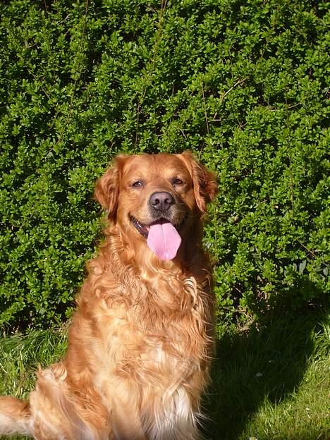 Golden retriever Rex - (: billede 5