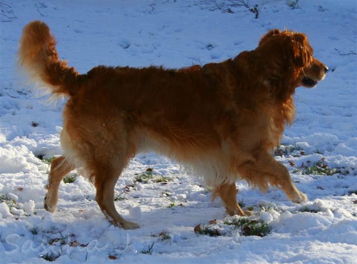 Golden retriever Rex billede 6