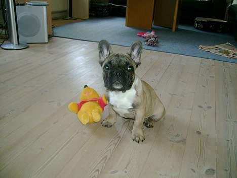 Fransk bulldog Kento billede 1