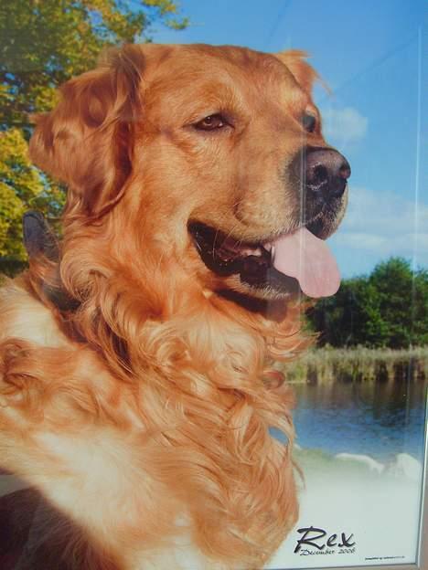 Golden retriever Rex - Taget af Animal-Print. 2007 (: billede 8